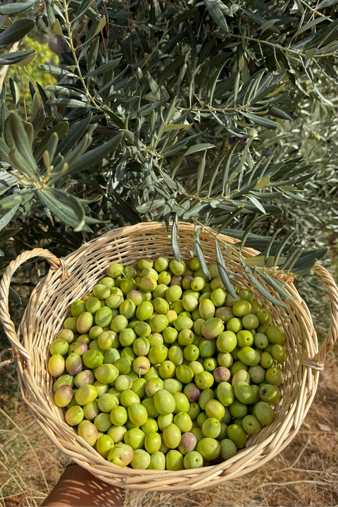 Köy Usulü Doğal Zeytinler