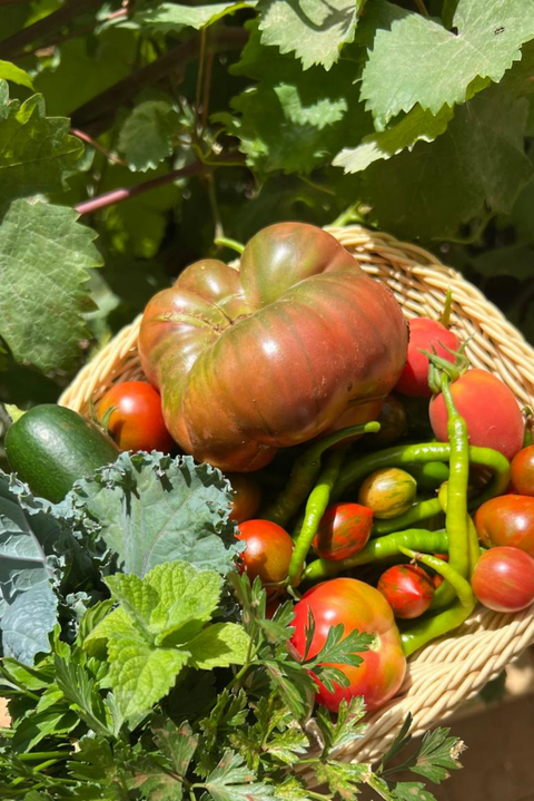 Gün Kurusu Salça & Soslar